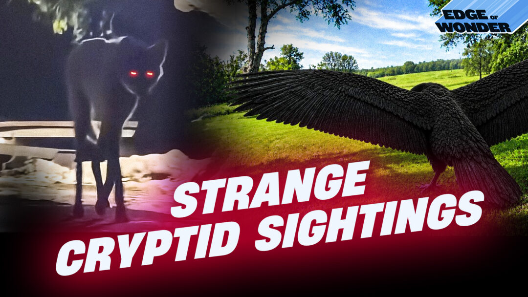 RiseTv banner